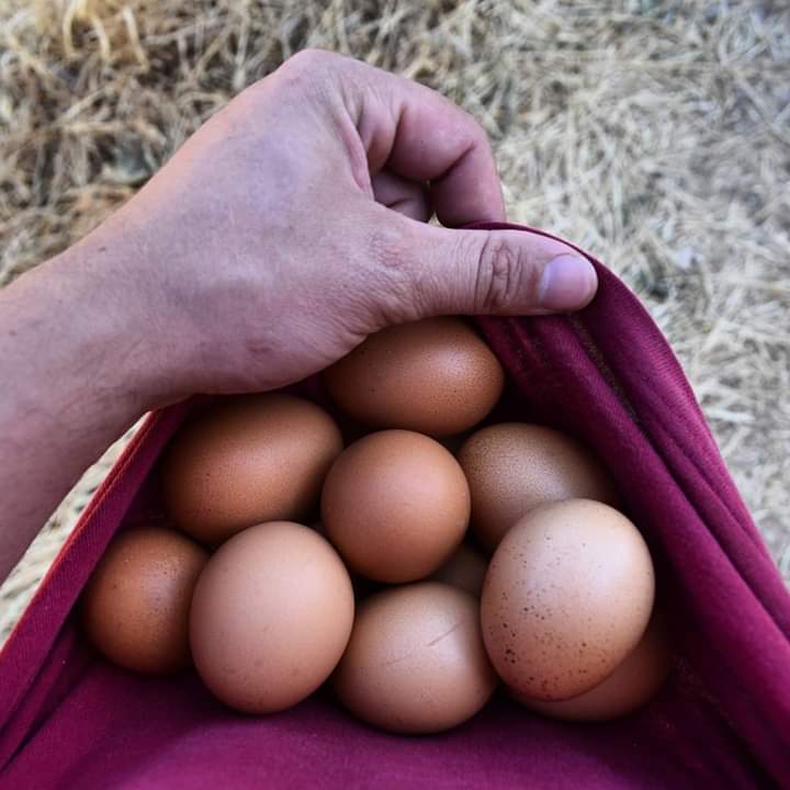 Huevos de Campo 